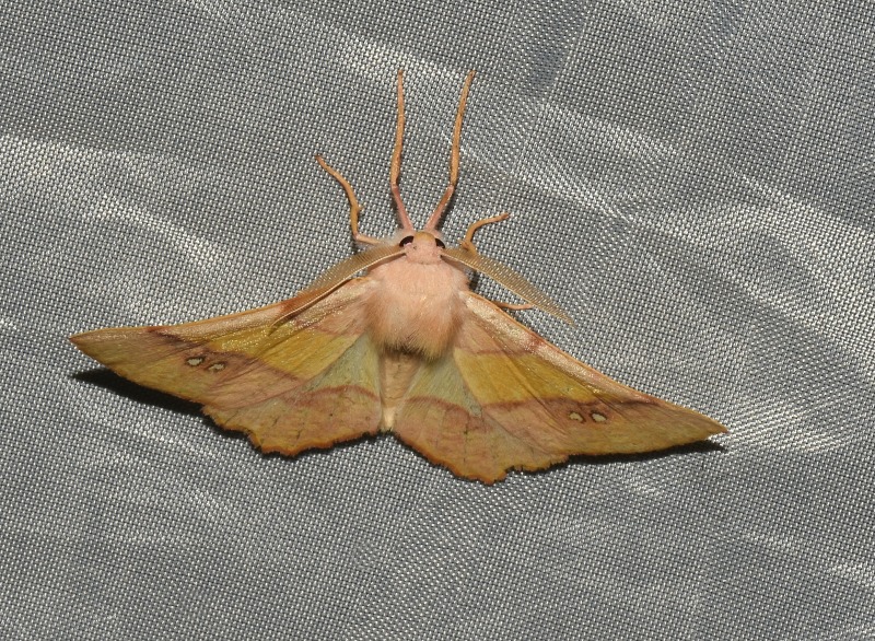 Eumera regina  (Geometridae)